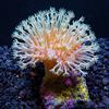 White Polyp Toadstool